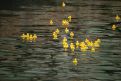 dsc05578.jpg